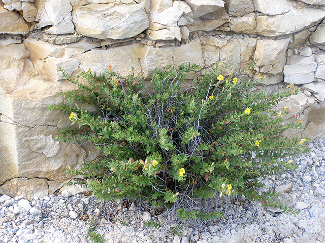 Calylophus hartwegii ssp. pubescens (Hartweg's sundrops) #77784