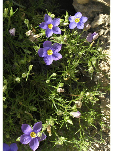 Giliastrum rigidulum (Bluebowls) #77800