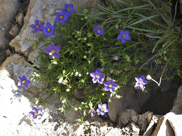 Giliastrum rigidulum (Bluebowls) #77801