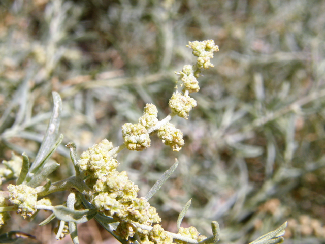 Atriplex canescens (Chamiso) #77840