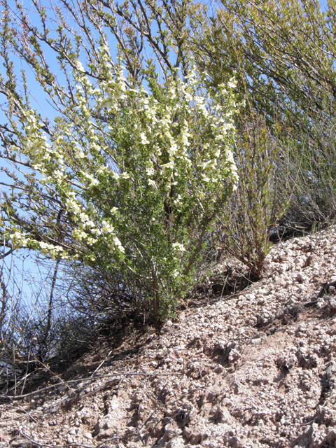 Purshia stansburiana (Stansbury cliffrose) #77938