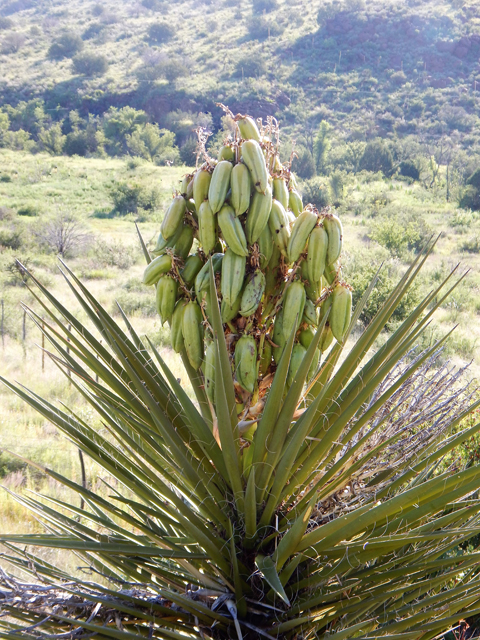 Yucca torreyi (Torrey yucca) #78023