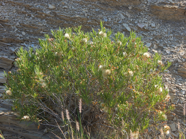 Trixis californica (American threefold) #78060