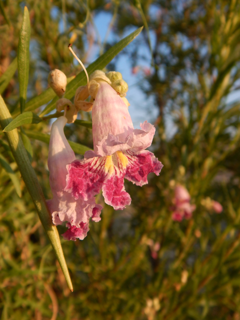 Chilopsis linearis (Desert willow) #78065