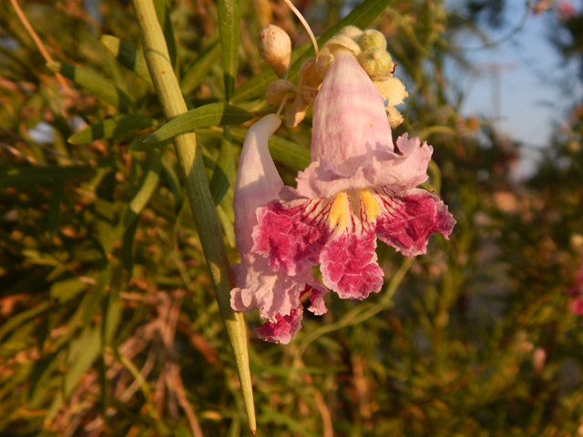 Chilopsis linearis (Desert willow) #78066