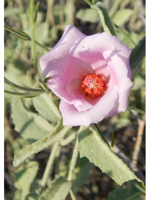 Hibiscus denudatus (Paleface) #78171