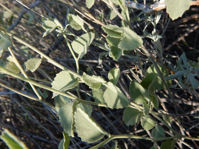 Hibiscus denudatus (Paleface) #78173