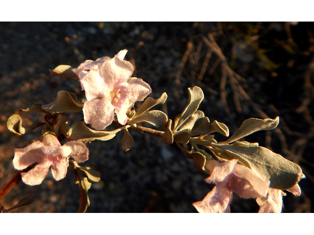 Leucophyllum minus (Big bend barometerbush) #78234