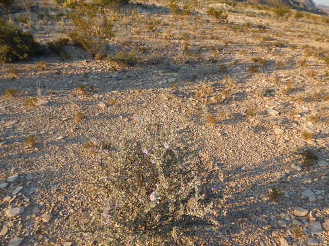 Leucophyllum minus (Big bend barometerbush) #78238