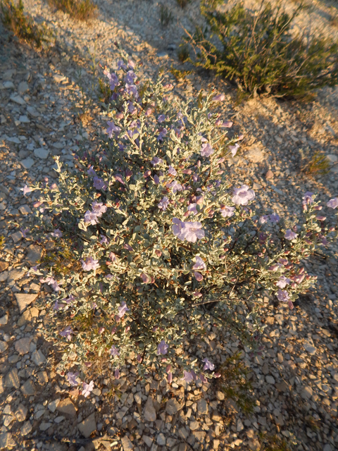 Leucophyllum minus (Big bend barometerbush) #78246