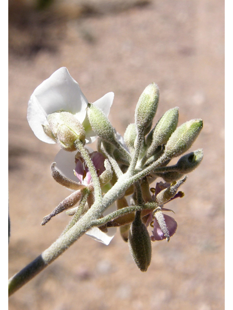 Nerisyrenia camporum (Bicolor fanmustard) #78309