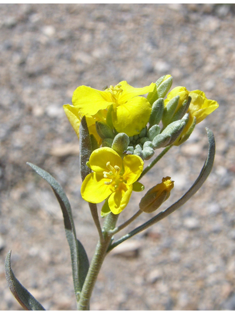 Lesquerella fendleri (Fendler's bladderpod) #78310