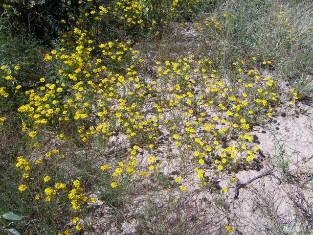 Thymophylla aurea (Manyawn pricklyleaf) #78331