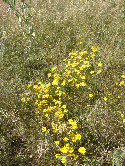 Thymophylla aurea (Manyawn pricklyleaf) #78332