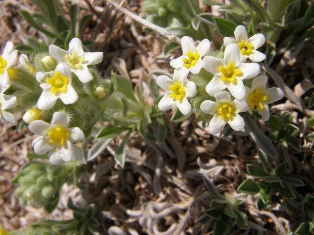 Cryptantha flavoculata (Roughseed cryptantha) #78423