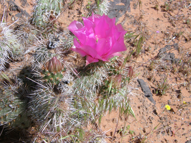 Opuntia polyacantha var. polyacantha (Hairspine pricklypear) #78473