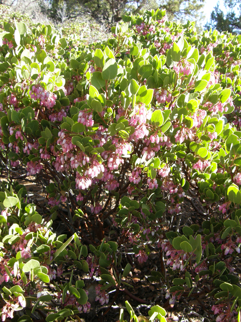 Arctostaphylos patula (Greenleaf manzanita) #78502