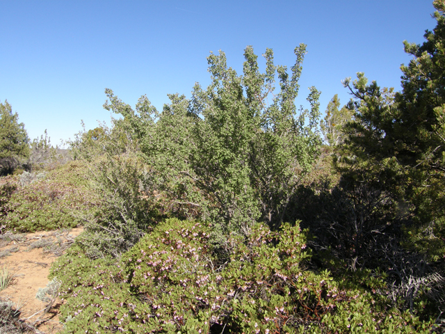 Arctostaphylos patula (Greenleaf manzanita) #78508