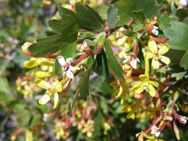 Ribes aureum (Golden currant) #78566