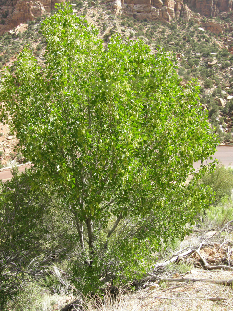 Fraxinus anomala (Singleleaf ash) #78601