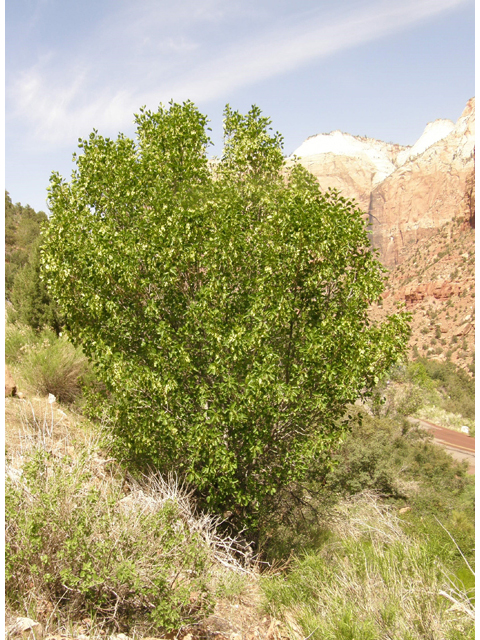 Fraxinus anomala (Singleleaf ash) #78602