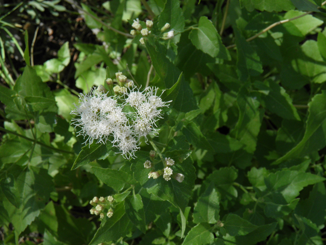 Ageratina herbacea (Fragrant snakeroot) #78726