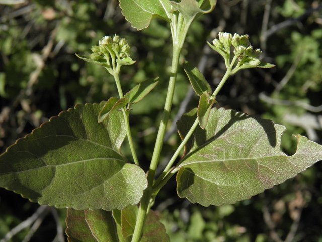 Ageratina herbacea (Fragrant snakeroot) #78735