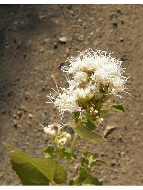 Ageratina herbacea (Fragrant snakeroot) #78738