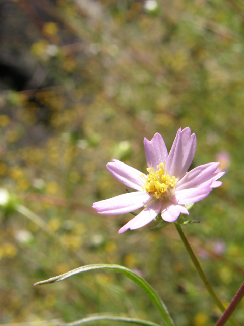 Cosmos parviflorus (Southwestern cosmos) #78794