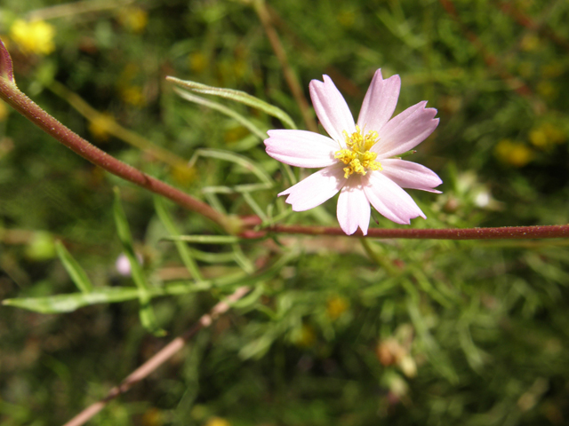 Cosmos parviflorus (Southwestern cosmos) #78796