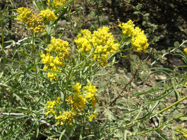 Gymnosperma glutinosum (Gumhead) #78811