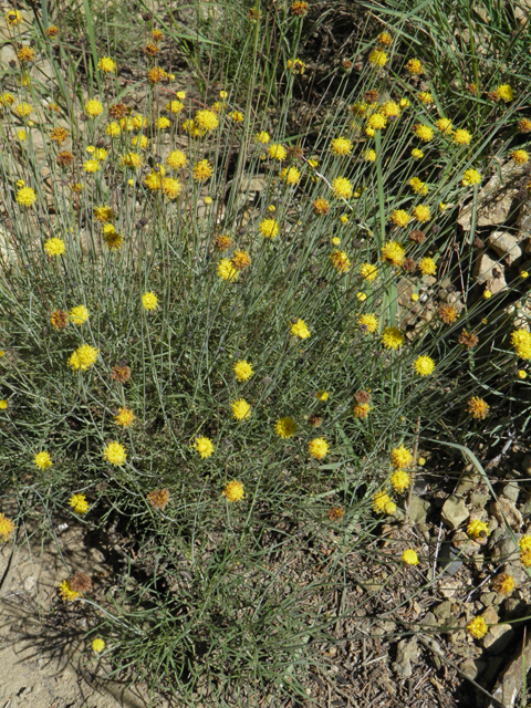 Thelesperma longipes (Longstalk greenthread) #78902