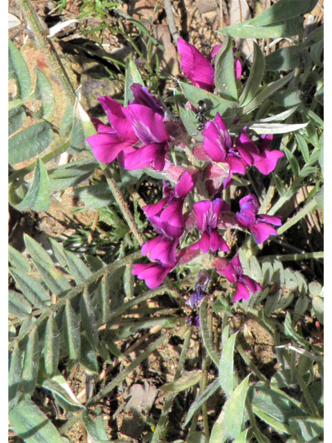 Oxytropis lambertii (Purple locoweed) #79049