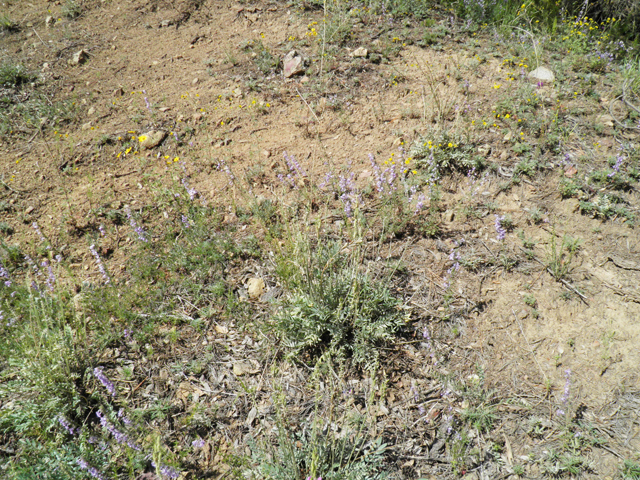 Oxytropis lambertii (Purple locoweed) #79055