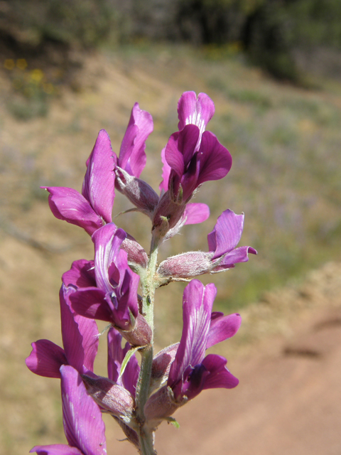 Oxytropis lambertii (Purple locoweed) #79058