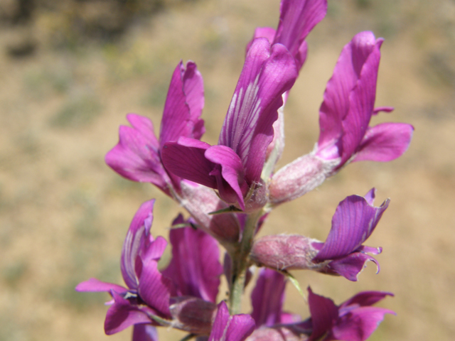 Oxytropis lambertii (Purple locoweed) #79068