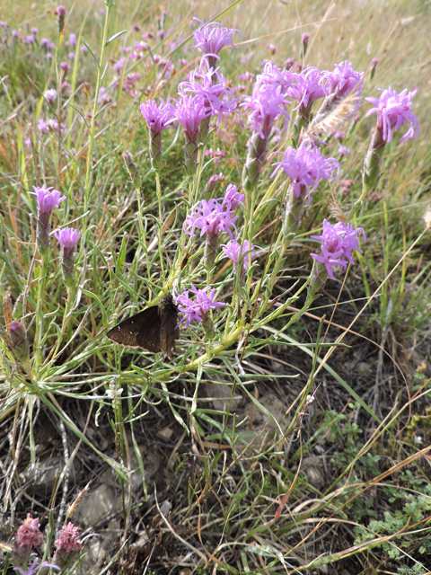 Liatris punctata var. mexicana (Mexican blazing star) #79384