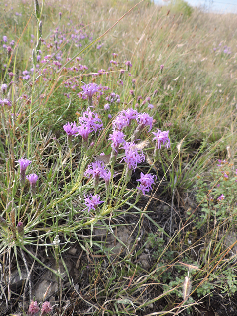 Liatris punctata var. mexicana (Mexican blazing star) #79385