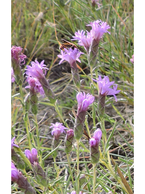 Liatris punctata var. mexicana (Mexican blazing star) #79386