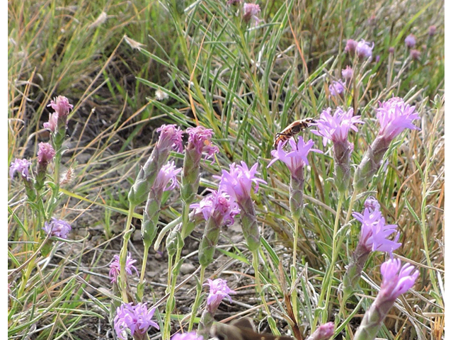 Liatris punctata var. mexicana (Mexican blazing star) #79387