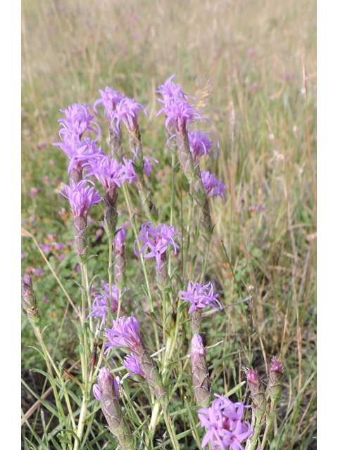 Liatris punctata var. mexicana (Mexican blazing star) #79388