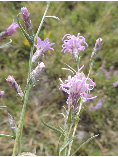 Liatris punctata var. mexicana (Mexican blazing star) #79389