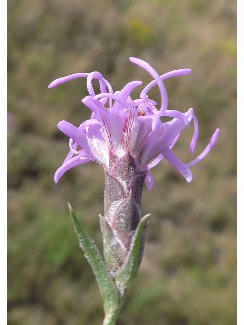 Liatris punctata var. mexicana (Mexican blazing star) #79390