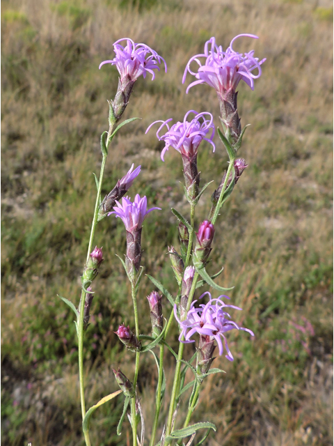 Liatris punctata var. mexicana (Mexican blazing star) #79391