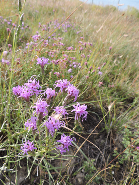 Liatris punctata var. mexicana (Mexican blazing star) #79393