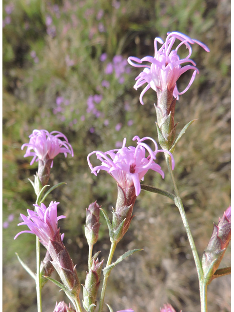 Liatris punctata var. mexicana (Mexican blazing star) #79394