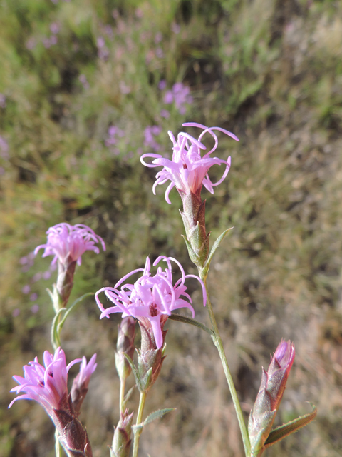 Liatris punctata var. mexicana (Mexican blazing star) #79395