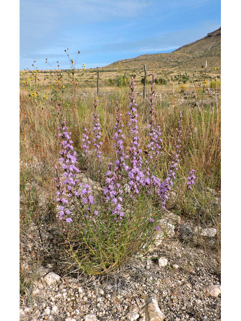 Liatris punctata var. mexicana (Mexican blazing star) #79396