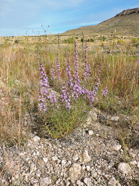 Liatris punctata var. mexicana (Mexican blazing star) #79397