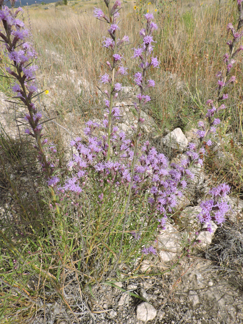 Liatris punctata var. mexicana (Mexican blazing star) #79398